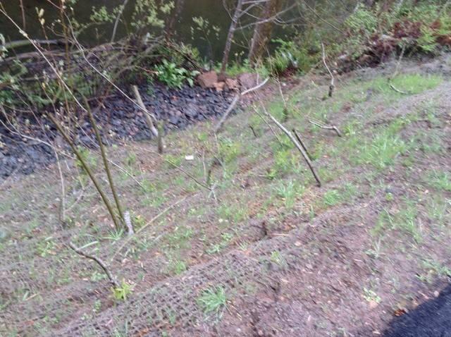 Slope Stabilization with Willow Stakes