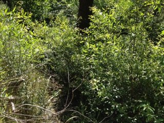 Cluster of Willow Stakes