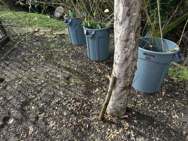 Bins of Fresh Willow Stakes