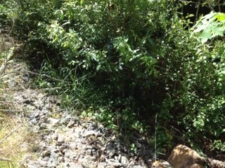 Willow Stakes on Rocky Path