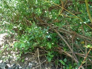 Lush Willow Stake Growth