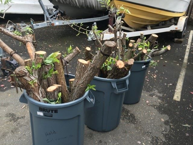 Fresh Willow Stakes in Bins